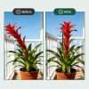 Before and after effect of stackable plant stake supporting tall flowering bromeliad houseplant upright