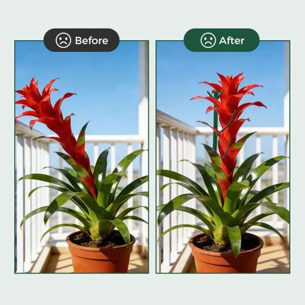 Before and after effect of stackable plant stake supporting tall flowering bromeliad houseplant upright